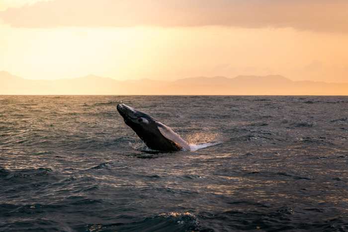 Whale Watching Samana Bay_1:2